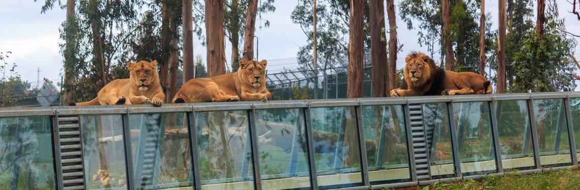 Santo Inácio Zoo